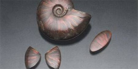 Ammonite Óng Ánh Nhiều Màu Từ Madagascar (Bản tin tháng 11/2012)