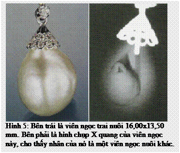 Text Box: Hình 5: Bên trái là viên ngọc trai nuôi 16,00x13,50 mm. Bên phải là hình chụp X quang của viên ngọc này, cho thấy nhân của nó là một viên ngọc nuôi khác. 
