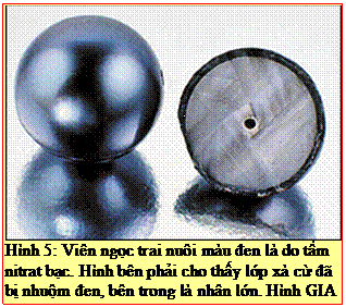 Text Box: Hình 5: Viên ngọc trai nuôi màu đen là do tẩm nitrat bạc. Hình bên phải cho thấy lớp xà cừ đã bị nhuộm đen, bên trong là nhân lớn. Hình GIA 