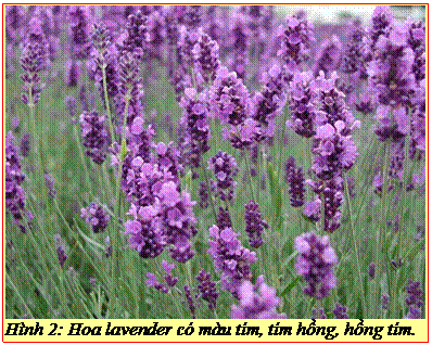 Text Box: Hình 2: Hoa lavender có màu tím, tím hồng, hồng tím. 